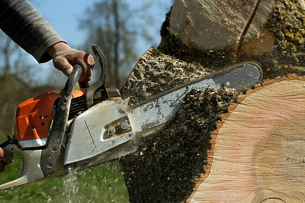 Best Tree Cutting Near Me  in Salisbury, NC